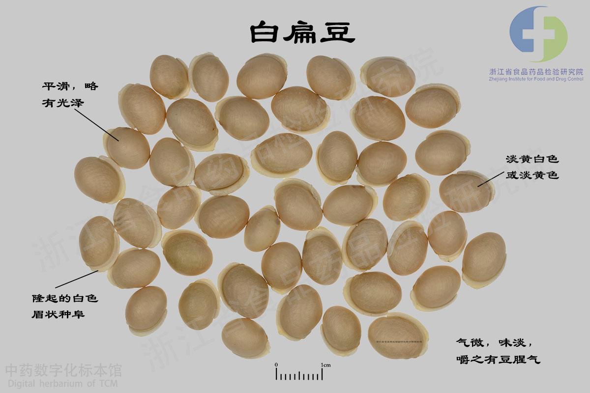 白扁豆 标本影像